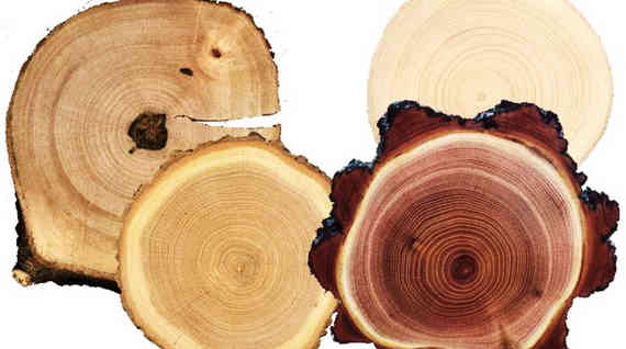 Особенности деревянных изделий из разных сортов древесины Часть1.Лиственница, сосна,дуб