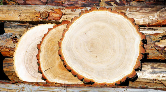 Особенности деревянных изделий из разных сортов древесины Часть 2. Вяз, бук, акация.